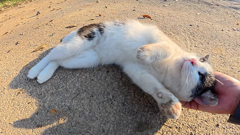 ナデナデされる猫