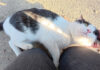 ナデナデされる猫