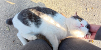 ナデナデされる猫