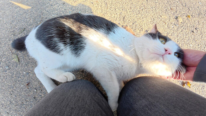 ナデナデされる猫