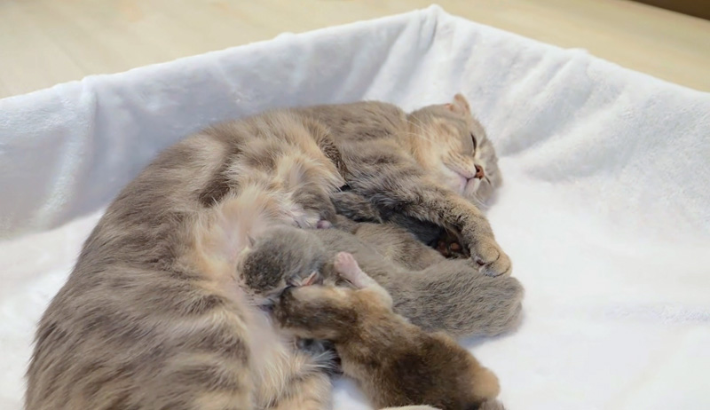 子猫達を世話する母猫