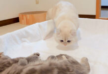 子猫達に初めて会った父猫