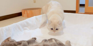 子猫達に初めて会った父猫