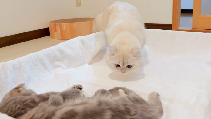 子猫達に初めて会った父猫