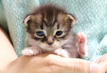 可愛い鳴き声の赤ちゃん猫が、へそ天ポーズでアピールする様子にキュンとする ( *´艸`)♡ 抱っこされる子猫