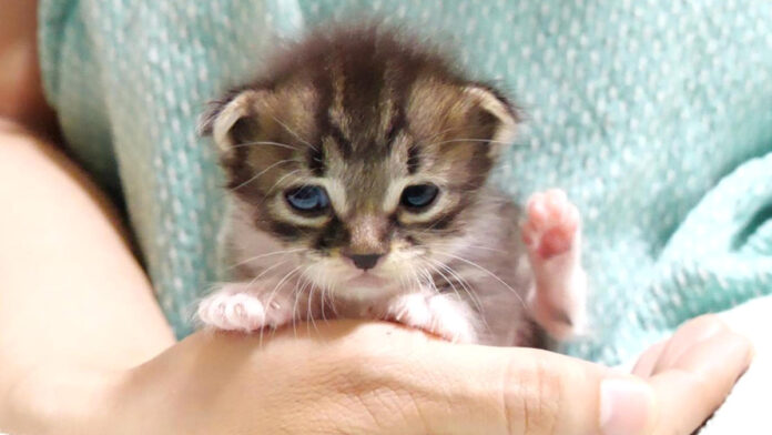 抱っこされる子猫