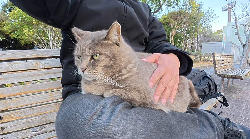 膝から降りない猫