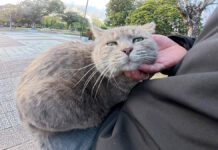 一度膝の上を確保すると、絶対に動こうとしないポッチャリ猫さんに癒される♡ 膝の上を確保した猫