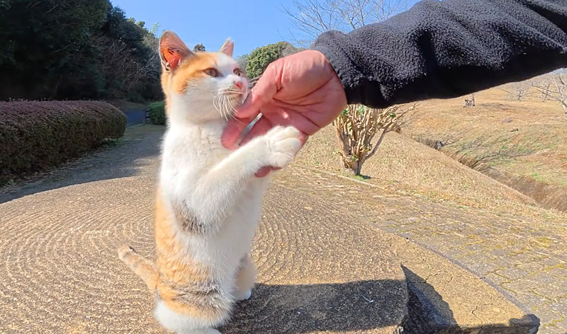 ナデナデアピールする子猫