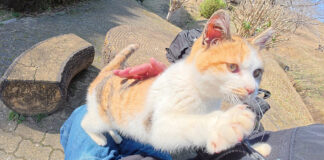 膝の上に座る練習をする子猫