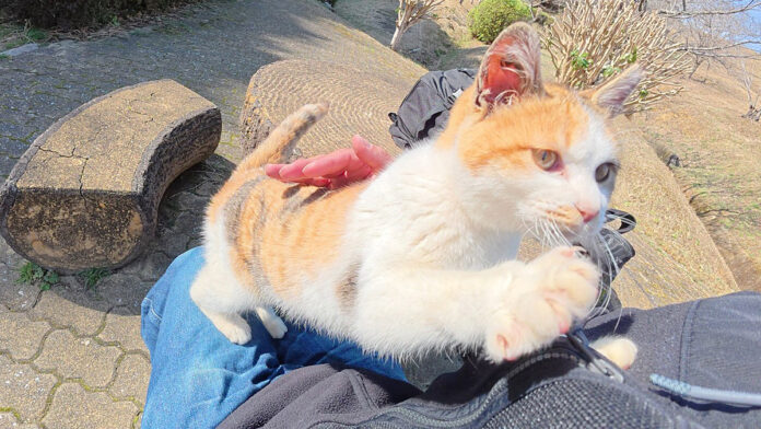 膝の上に座る練習をする子猫