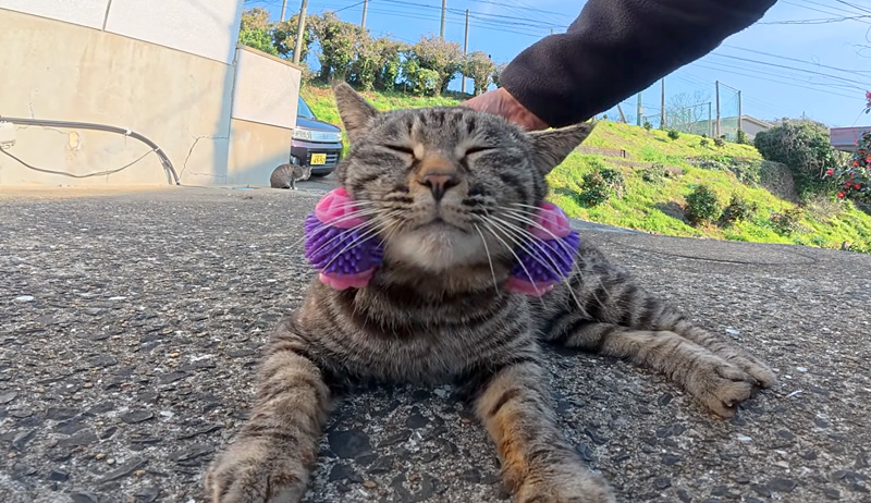 フェイスマッサージする猫達