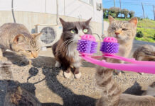 フェイスマッサージする猫達