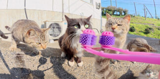 フェイスマッサージする猫達