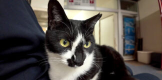 膝の上に乗ってきた猫