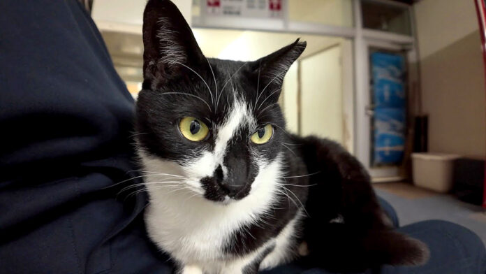 膝の上に乗ってきた猫