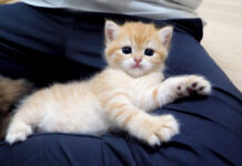 膝でくつろぐ子猫