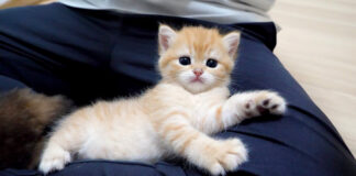 膝でくつろぐ子猫