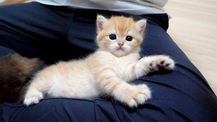 膝でくつろぐ子猫