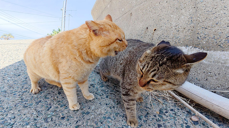 喧嘩する猫達