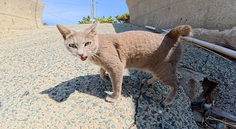 喧嘩を仲裁する猫