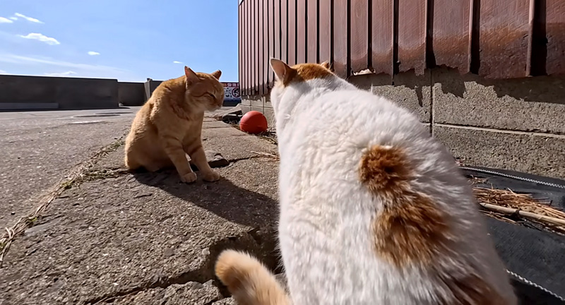喧嘩する猫達