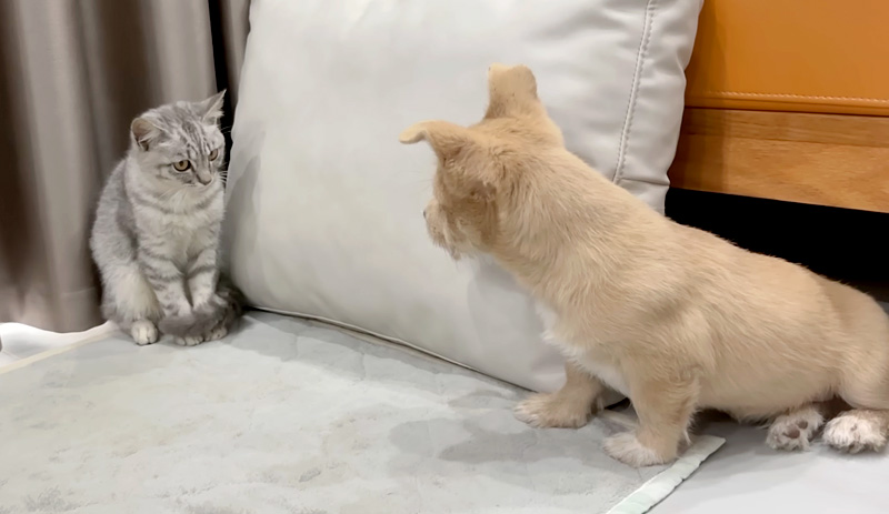 初対面した子猫と子犬