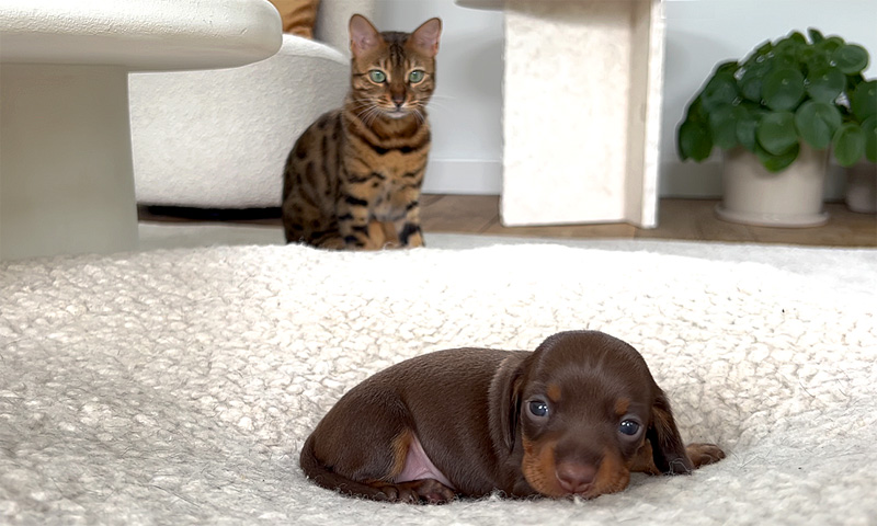 子犬が気になる猫