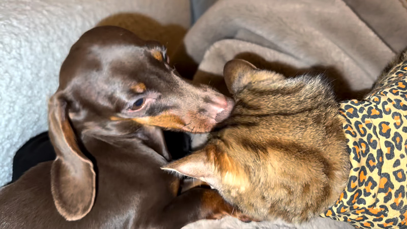 仲良しな犬と猫