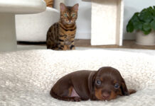 子犬が気になる猫