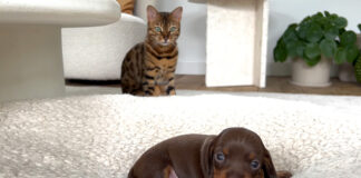 子犬が気になる猫