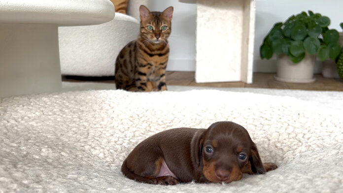 子犬が気になる猫