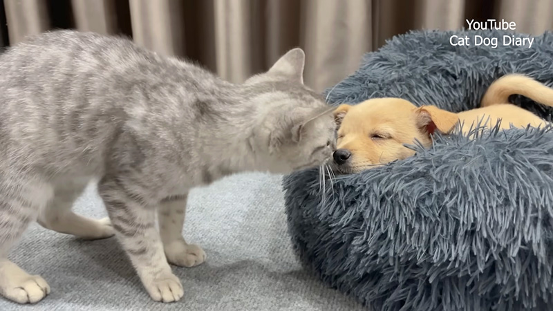 子犬が気になる子猫