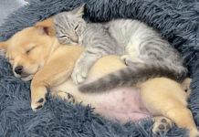 子犬を抱きしめて眠る子猫