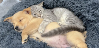 子犬を抱きしめて眠る子猫