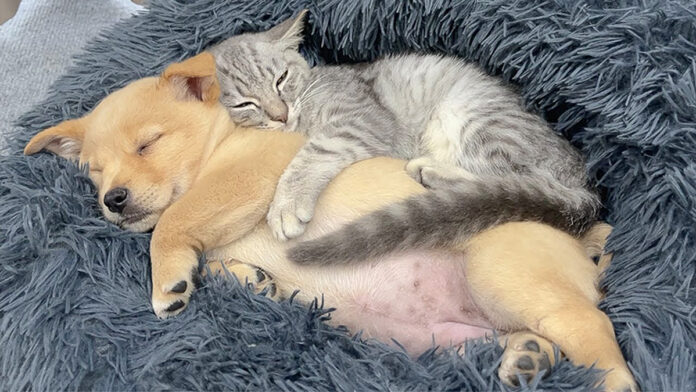 子犬を抱きしめて眠る子猫