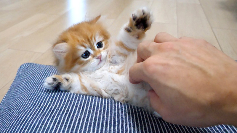 飼い主さんの手に驚いた子猫