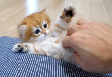 飼い主さんの手に驚いた子猫