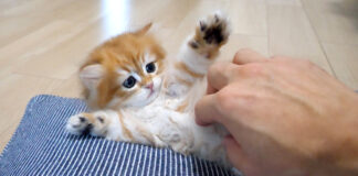 飼い主さんの手に驚いた子猫