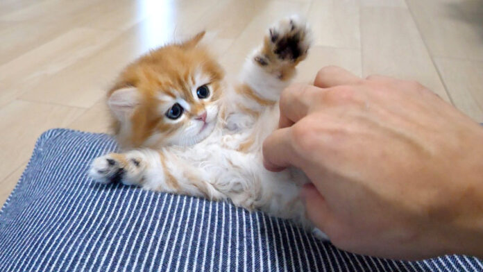 飼い主さんの手に驚いた子猫