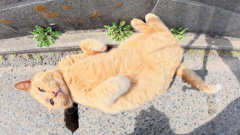 草むらから出てきた猫