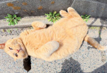 草むらから出てきた猫