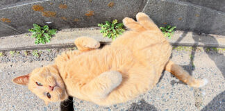 草むらから出てきた猫