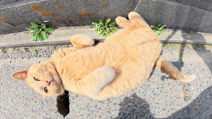 草むらから出てきた猫