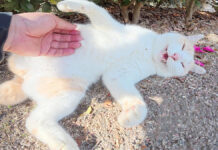 モフモフされる猫