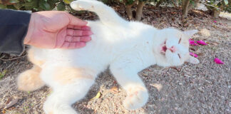 モフモフされる猫