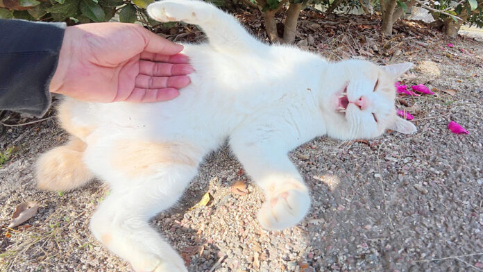 モフモフされる猫