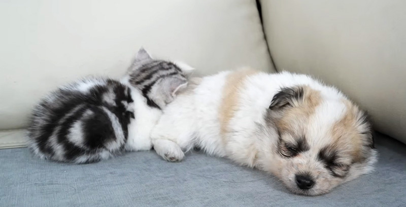 子犬に寄り添う子猫