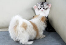 子犬を警戒する子猫