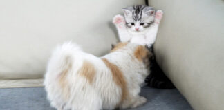 子犬を警戒する子猫